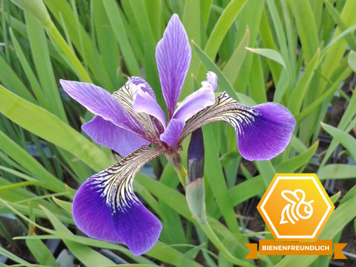 Iris versicolor - blaue Sumpfiris